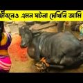 বিদায় কালে কোরবানীর গরুটি যা করলো দেখে কান্না চলে আসবে | Qurbani Cow 2022 | রোমাঞ্চকর | B Facts Show