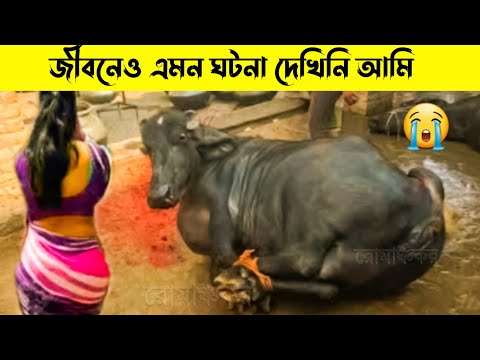 বিদায় কালে কোরবানীর গরুটি যা করলো দেখে কান্না চলে আসবে | Qurbani Cow 2022 | রোমাঞ্চকর | B Facts Show