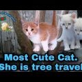Funny Cat's Play &Tree Travel! || Animals life of Bangladesh cat play moment ||