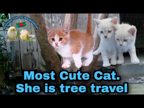 Funny Cat's Play &Tree Travel! || Animals life of Bangladesh cat play moment ||