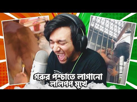 গরুর পশ্চাতে লাগানো ললিপপ মুখে | Bangla Funny Video | KaaloBador