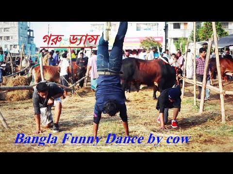 bangla funny COW DANCE IN BANGLADESH গরু ড্যান্স bangla funny song 2017