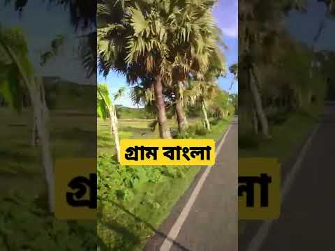 গ্রাম বাংলা #shorts #travelvlog #bangladesh #travel #villagevlog #bangladeshi #গ্রাম_বাংলার_রূপ