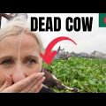OLD DHAKA: SHIP REPAIR YARD/FLOATING DEAD COW! Quite a Mix ! Solo Female Travel BANGLADESH