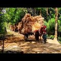 Bangladesh | Raw Beauty | Documentary of Bangladesh | BD Village