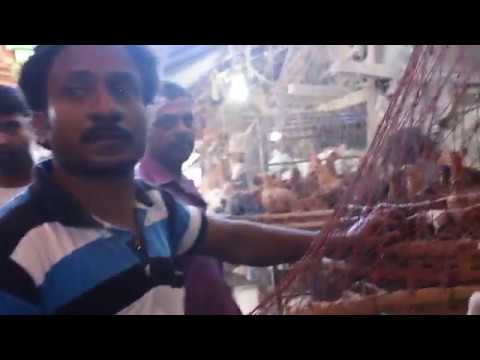 Amazing Chicken Market In Bangladesh | Travel Bangla 24 | Chicken Meat Market