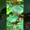 সবচেয়ে বড় সাইজের পদ্ম বাংলাদেশে! Large size lotus in Bangladesh l Short Video l Nishok 2022