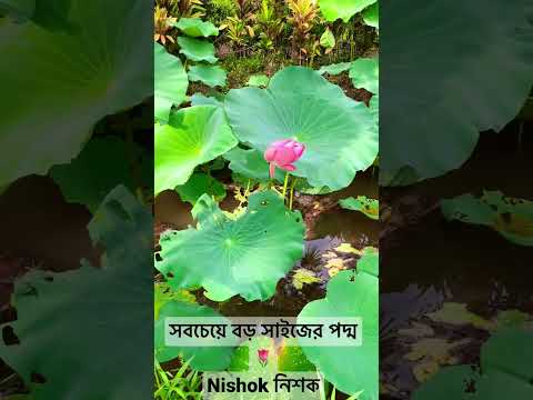 সবচেয়ে বড় সাইজের পদ্ম বাংলাদেশে! Large size lotus in Bangladesh l Short Video l Nishok 2022