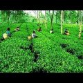 Beautifull Bangladesh | National Tea Garden, Sylhet | Travel Video | বাংলাদেশের জাতীয় চা বাগান
