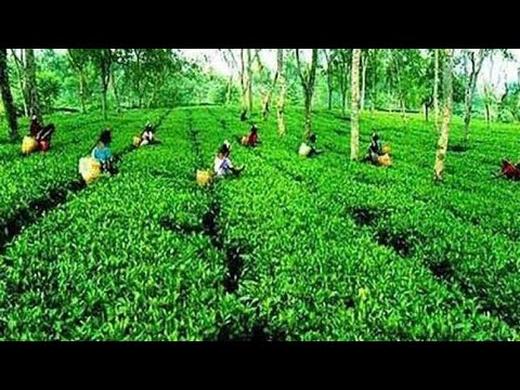 Beautifull Bangladesh | National Tea Garden, Sylhet | Travel Video | বাংলাদেশের জাতীয় চা বাগান