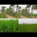 Beautiful Nature Of Bangladesh Village || Village Road Travel Video