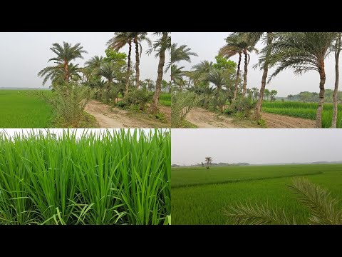 Beautiful Nature Of Bangladesh Village || Village Road Travel Video