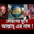 মোরগের মুখে আল্লাহ্‌ এর নাম ! | Rooster Calling Allah | Bangla News | Mytv News