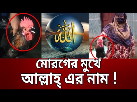 মোরগের মুখে আল্লাহ্‌ এর নাম ! | Rooster Calling Allah | Bangla News | Mytv News