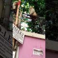 Monkey on Town Dhaka City। বানর ঢাকা শহরে। #travel #bangladesh #moneky
