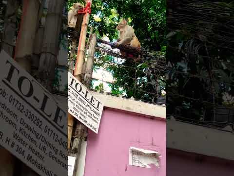 Monkey on Town Dhaka City। বানর ঢাকা শহরে। #travel #bangladesh #moneky