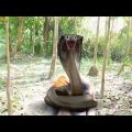 Funny Video।new funny video 2022।new comedy Video। Bangla Funny Video। ‍Snake dance।Snake।Snake song