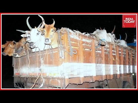 Smuggling Racket Exposed In Assam Trafficking Cows To Bangladesh