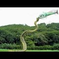 Big Snake Attack On Helicopter  ||  Piranhaconda (2012) Full Slasher Film Explained in Bangla
