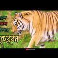 Bangladesh | Sundarban | Royal Bengal Tiger | travel video 2022 | Bangladeshi Traveler Vlog