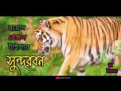 Bangladesh | Sundarban | Royal Bengal Tiger | travel video 2022 | Bangladeshi Traveler Vlog