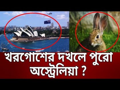 খরগোশের দখলে পুরো অস্ট্রেলিয়া ? | Australia British Rabbit | Bangla News | Mytv News