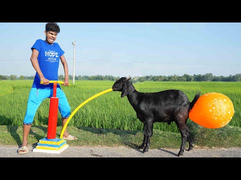 New Entertainment Top New Funny Video Best Comedy in 2022 Episode 179 By Busy Fun LTD