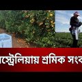 অস্ট্রেলিয়ায় শ্রমিক সংকট | Australia | Bangla News | Mytv News