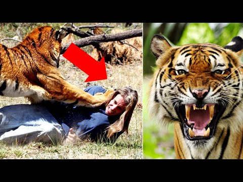 Bangladesh- The Deadliest Bengal Tigers In The World