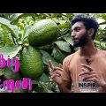 Lemon Garden in Bangladesh | Travel Vlog | Sylhet | Sujan Vlog Info
