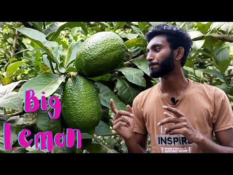 Lemon Garden in Bangladesh | Travel Vlog | Sylhet | Sujan Vlog Info