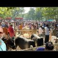 গ্রামের বিশাল সাপ্তাহিক হাট। Village Market in Bangladesh. Sirajganj Tour Vlog #1