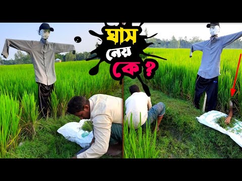 কাকতাড়ুয়া; ঘাস নেয় কে??? | Bangla Funny Video | Hello Noyon