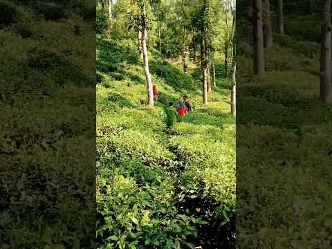 so beautiful place White tea garden Sylhet Bangladesh #travel #traveling#bangladesh#beautiful@mahadi