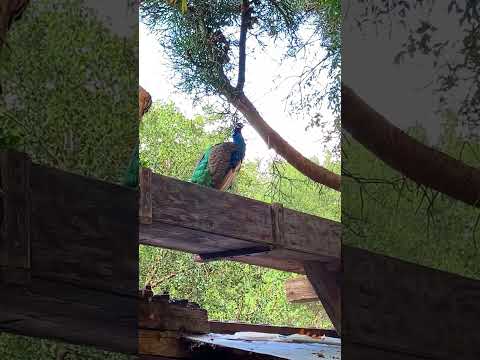 #shorts #youtubeshorts #nature #birds #peacock #funny #park #travel #usa #india #bangladesh