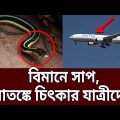 বিমানে সাপ, আতঙ্কিত যাত্রীরা ! | Snake on Plane | Bangla News | Mytv News