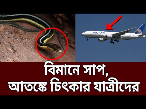 বিমানে সাপ, আতঙ্কিত যাত্রীরা ! | Snake on Plane | Bangla News | Mytv News