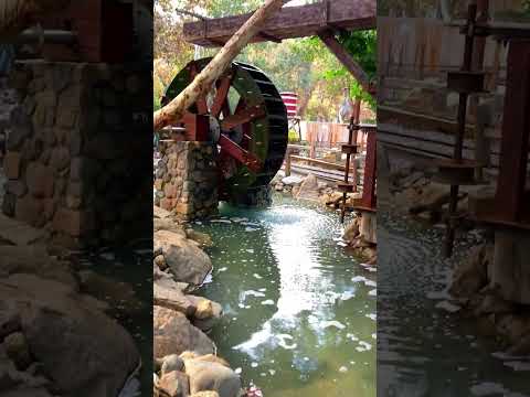 #shorts #youtubeshorts #nature #peacock #birds #funny #travel #usa #india #westbengal #bangladesh