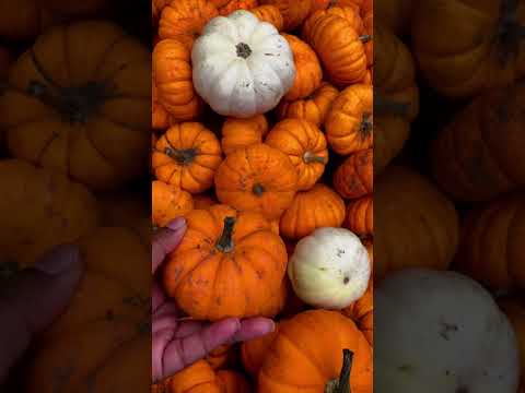 #shorts #youtubeshorts #halloween #pumpkin #funny #travel #usa #india #westbengal #bangladesh