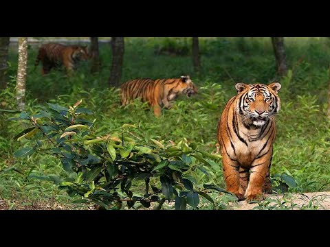 World's largest mangrove forest Sundarbans Bangladesh ll  বিশ্বের বৃহত্তম ম্যানগ্রোভ বন  সুন্দরবন