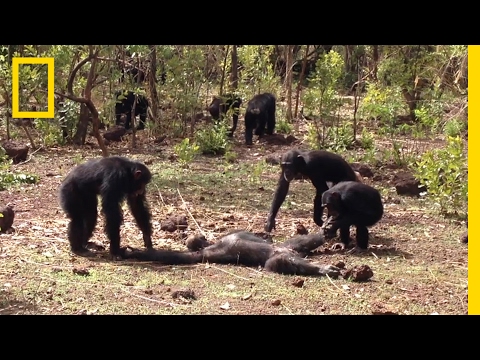 Aftermath of a Chimpanzee Murder Caught in Rare Video | National Geographic