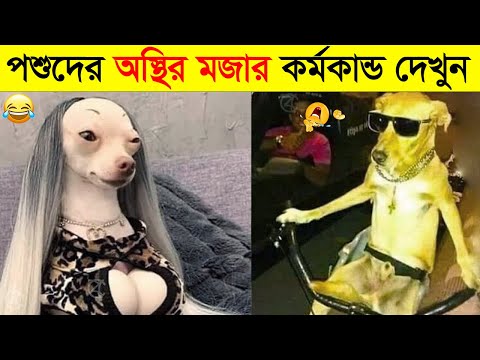 পশুদের মজার কর্মকান্ড ক্যামেরায় ধরা পড়া | Funny Animals Video 2022 (Part-9) | mayajaal