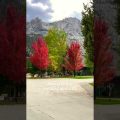 Amazing fall colors at June Lake loop #shorts #shortsvideo #fallseason #viral #travel #california