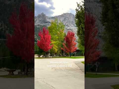 Amazing fall colors at June Lake loop #shorts #shortsvideo #fallseason #viral #travel #california