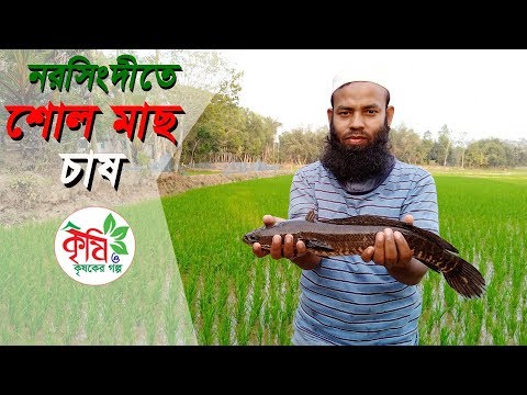 নরসিংদীতে শোল মাছ চাষ – snakehead fish farming in bangladesh