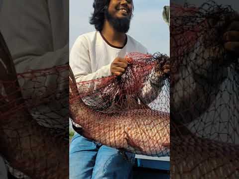 মাছ শিকার #fish #fishing #fisherman #shortvideo #short #travel #bangla #bangladesh