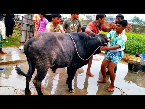 Amazing Full Cow Cutting Skill. Cow Cutting And Cleaning In Bangladesh