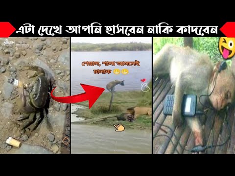 অস্থির প্রানী Part 1 | Bangla funny video | না হেসে যাবি কই | funny facts | facts bangla | mayajaal