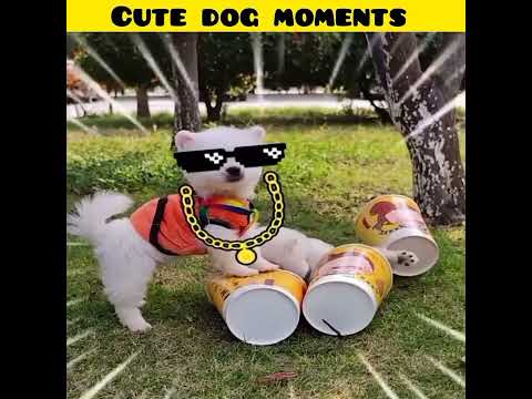 Cute dog moments | Part-11 | funny dog videos in Bengali| #shorts #shortvideo #funny