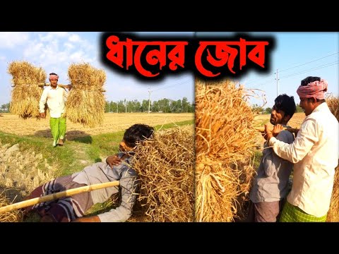 ধানের জোব; এমন হয়েছে কখনও আপনার? | Bangla Funny Video | Hello Noyon